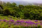 USA-California-Crescent City-Redwoods National Park-Bold Hills Art Print